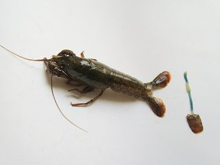 2、香辣小龙虾,从尾部中间抽取虾肠部分