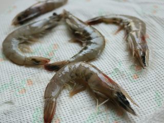 3、避风塘炒虾,用厨房用纸吸取水分。