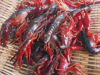 2、川味儿麻辣小龙虾,用剪刀在背部开一个口子 会更加入味