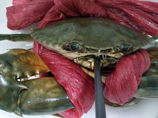 5、清蒸海蟹,待螃蟹放水里2个小时左右后捞出，用筷子或者剪刀从蟹嘴里戳进去，把螃蟹戳死；