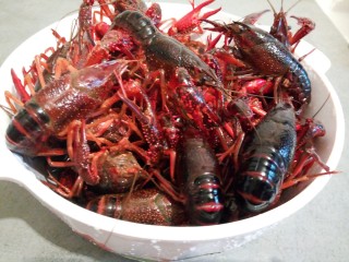 1、啤酒小龙虾,小龙虾用牙刷先给它清洗干净。