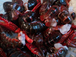 2、啤酒小龙虾,给龙虾去头，虾肠