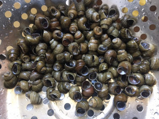 1、麻辣田螺,准备田螺浸泡2小时,然后用牙刷轻刷干净,减去尾部,你可以买养干净的拿回家直接清洗就好