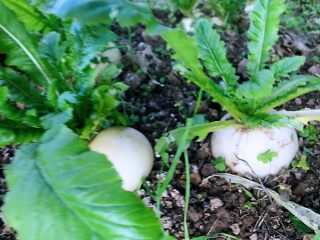 1、香辣萝卜干，从田间到餐桌,地里新鲜的萝卜。