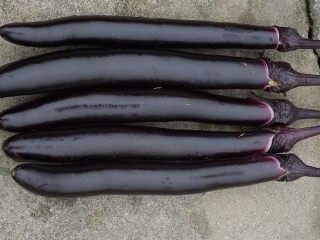 2、肉沫茄子煲,新摘的茄子，这个茄子煲，还是用细茄子做比较好吃