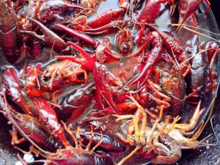 2、麻辣啤酒小龙虾,锅中加水,将小龙虾放入煮至泛红,捞出沥净备用。此步骤相当于焯水