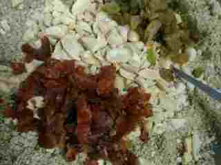 2、千层芝麻花生椒盐酥,芝麻和花生料理机打成粉，加葡萄干山楂干和花生都切碎。