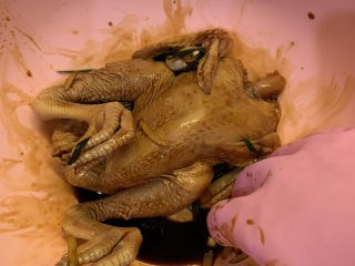 13、家庭版烤鸡,抓均匀，把鸡身上都抹上腌料。腌制4个小时