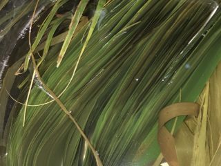 1、端午肉粽,鲜粽叶洗净，放锅里煮一下，开锅就可以关火，泡凉水里备用