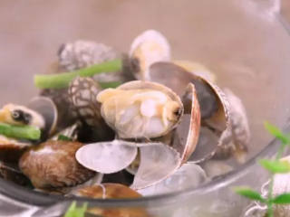 2、原来花甲蒸蛋正确的步骤是这样子的，难怪在家里做不出饭店的味道,水开后下入花甲，煮至花甲爆开盛出