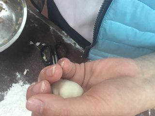 18、专业版芹皇烧卖,旋转收口