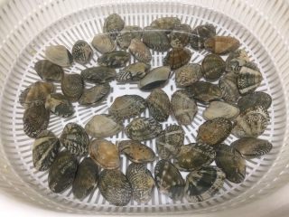 2、口口香 麻辣海鲜锅 ,将花甲泡水加入少许盐