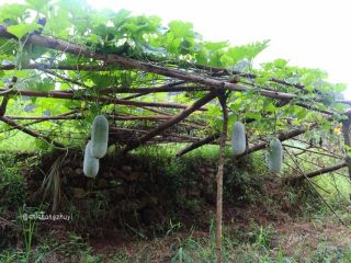1、祛湿消肿瘦身的冬瓜薏仁汤,冬瓜有很多品种,这种小型长条的煲汤最好喝