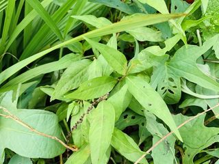 18、狂野番茄芝士薄底披萨,没有欧芹碎，我用其他香料叶子代替的，这个在我这称它是除腥草。也没这个用香菜和九层塔或是薄荷代替都可以。
