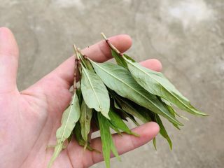 19、狂野番茄芝士薄底披萨,摘4，5撮嫩叶就行。