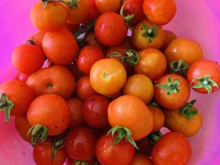 25、狂野番茄芝士薄底披萨,准备番茄。