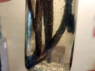 18、省钱自制《香草精》,看看，香草籽已经有一部分出来了！