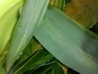1、娃娃们喜欢吃的鲜肉火腿红枣粽子,粽叶洗干净,泡了一个小时然后拿出滤干水