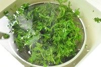 3、艾草青团,煮沸立刻捞出艾草进冷水，保护叶绿素。