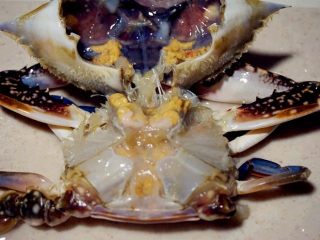 1、海蟹粥,5.处理干净的蟹马上可以腌制啦