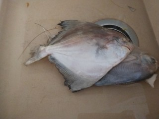 11、番茄火锅,小平鱼两条解冻。