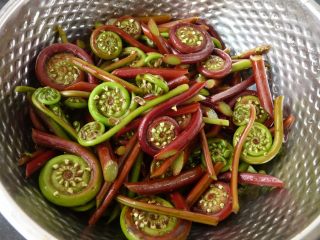 2、虾干炒蕨菜,蕨菜泡洗干净