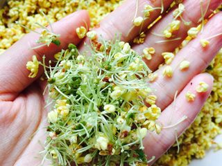 2、桂花蜜,将桂花中的杂物以及梗摘出