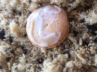 19、一口肉松小贝+#美食拔草大作战#,表面也均匀抹上馅料。