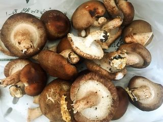 1、香菇鹌鹑蛋,在市场选择香菇尽量选者碗大一点香菇好装东东哦