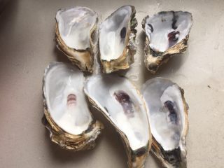 4、蒜蓉生蚝,生蚝的壳用刷子刷干净，备用。