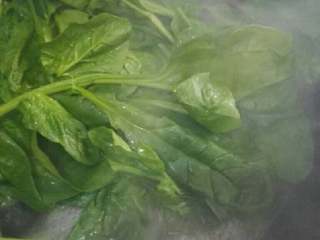 1、翡翠饺子,菠菜叶洗净,锅加清水烧开焯水捞出过冷水。