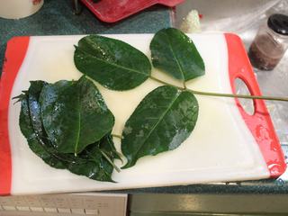 4、茄苳蒜头鸡,将一些茄苳叶切成长条状，蒜头去皮备用。茄苳叶的叶为有柄的三出复叶，很好认。