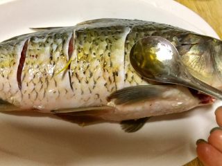 5、麻辣火锅鲜鱼,一勺芝麻香油抹在鱼身表面