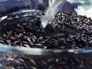 2、网红紫糯米团,紫米和黑米提前用水泡发！