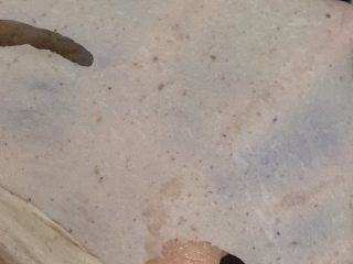 11、红豆薏米粗粮米糊软欧包,继续揉到这个状态，做欧包餐包是可以了，因为我这个里面有颗粒物多少会影响面筋的