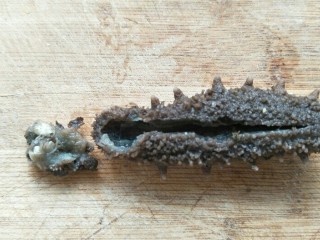 3、海参蒸蛋,把牙嘴剪掉不吃。