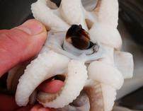 2、生炒墨鱼,腕足去除眼睛和嘴，撕去表皮，洗净吸盘和其他部位污物