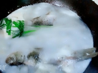 8、香浓鲫鱼汤,大火烧5分钟改小火