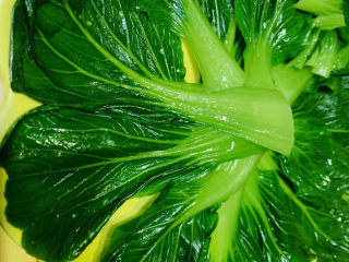 13、蒜蓉小油菜,把灼水好的油菜叶，摆入盘里；