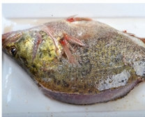 4、醋香怀胎鱼,鳜鱼内外抹一层黄酒后,再抹适量盐、白胡椒粉,腌10分钟。