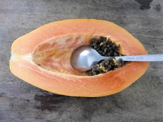 13、木瓜炖蟲草花肉骨汤,在慢炖的同时,我们来处理木瓜,先把木瓜子用小勺挖出,