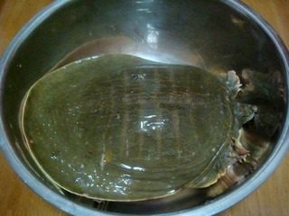 1、清炖甲鱼,将活甲鱼去头，宰杀放净血后用热水烫一遍剥去皮。