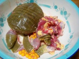 2、清炖甲鱼,切成小块。