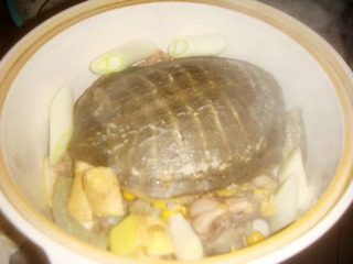 5、清炖甲鱼,把甲鱼盛到沙锅里，放入葱段、姜片。