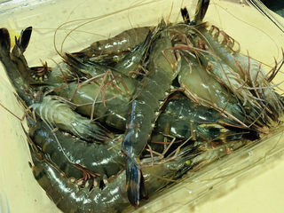 3、秋葵炒虾仁,鲜虾待用