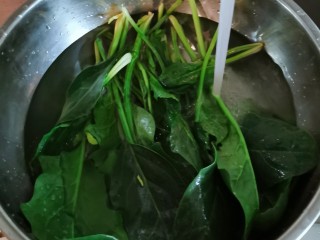 2、猪肝菠菜汤,菠菜择去老叶  清洗干净  