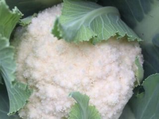 1、蚂蚁肉沫焗香辣花菜,先小得意一下主要食材花菜可是自家栽的绿色健康蔬菜，一共栽了三颗属这颗长得最好，白白嫩嫩不舍得吃啦