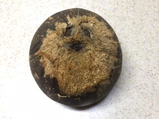 1、沙参玉竹椰子鸡汤(附开椰子方法),椰子顶部的椰棕拔干净。你会看到有三个孔。三个孔有两个一样的,一个不一样。找个顶部尖锐的东西【比如剪刀】在看起来不一样的孔扎进去开个大一点的小孔。