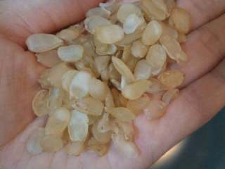 1、雪莲银耳红枣羹#健康美颜餐#,取一小把干雪莲子浸泡2、3个小时（最好是提前泡发12个小时以上）