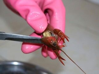 2、≈湖北油焖大虾≈,一小时后,来处理虾子,用不用的牙刷把小龙虾全身都刷一遍,然后用剪刀把虾头剪掉,去掉黑色的东西